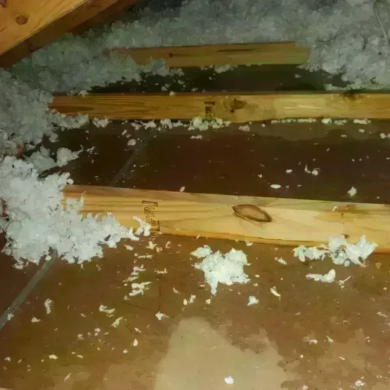 Attic Water Damage in Las Lomas, TX