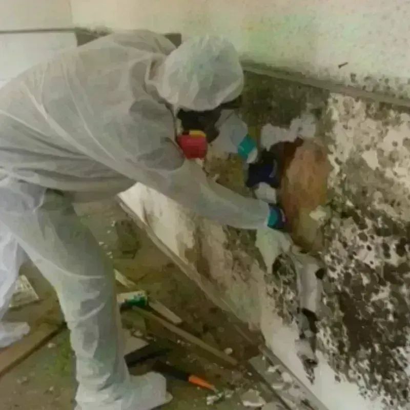 Mold Remediation and Removal in Las Lomas, TX